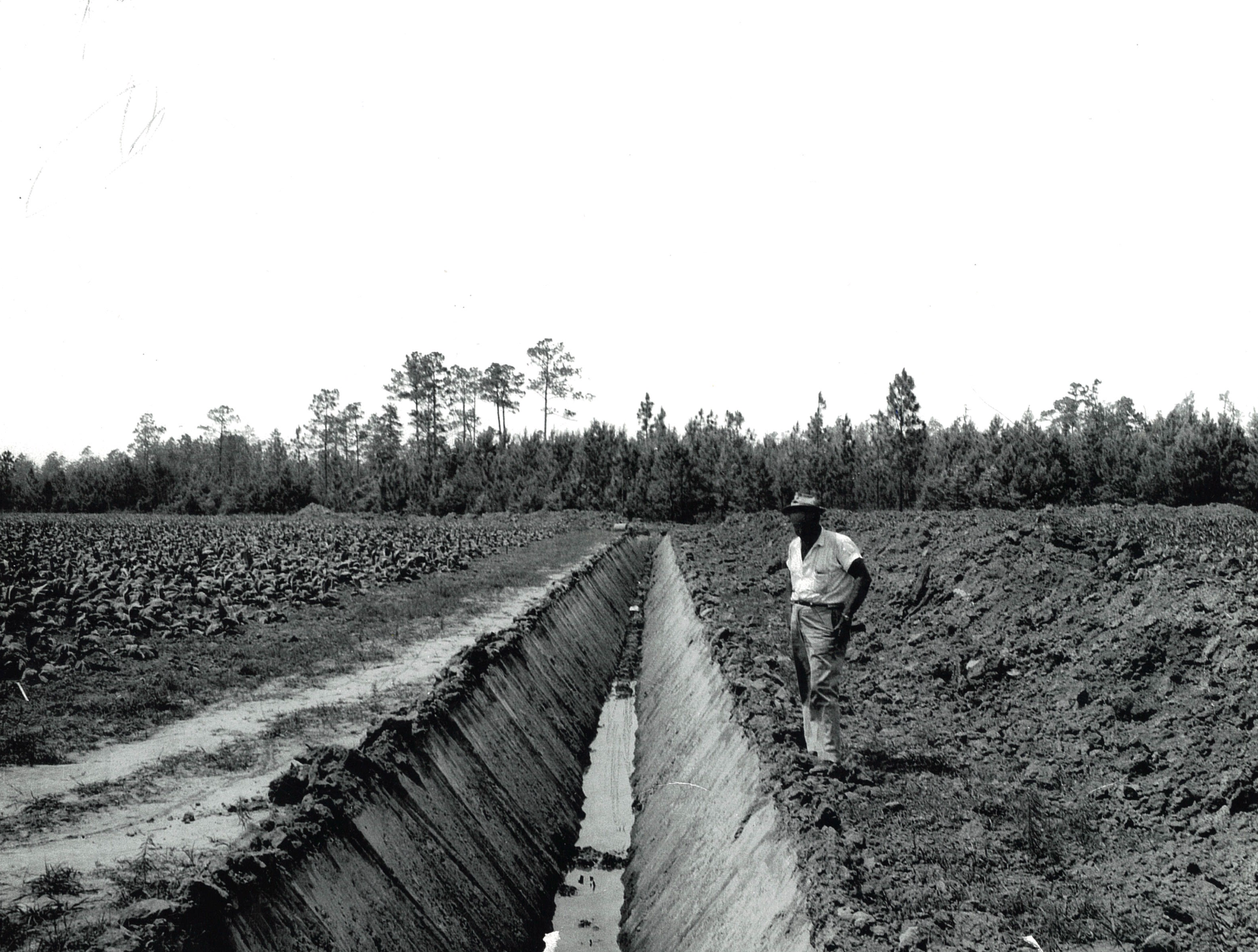 Man stands by irrigation ditch in field with trees, crops.